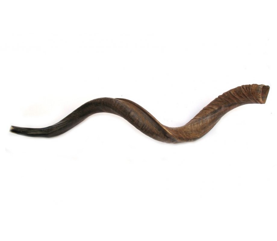 Jumbo Yemenite Shofar with Natural Finish 45