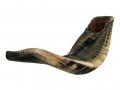 Large Natural Black Rams Horn Shofar 17