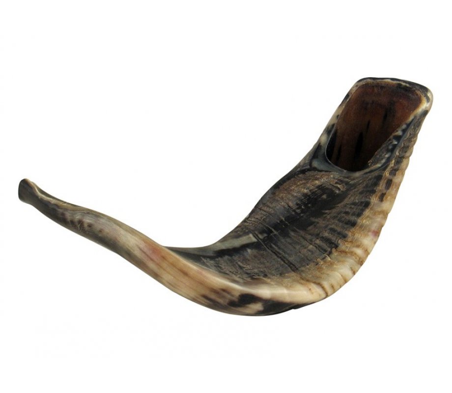 Large Natural Black Rams Horn Shofar 17