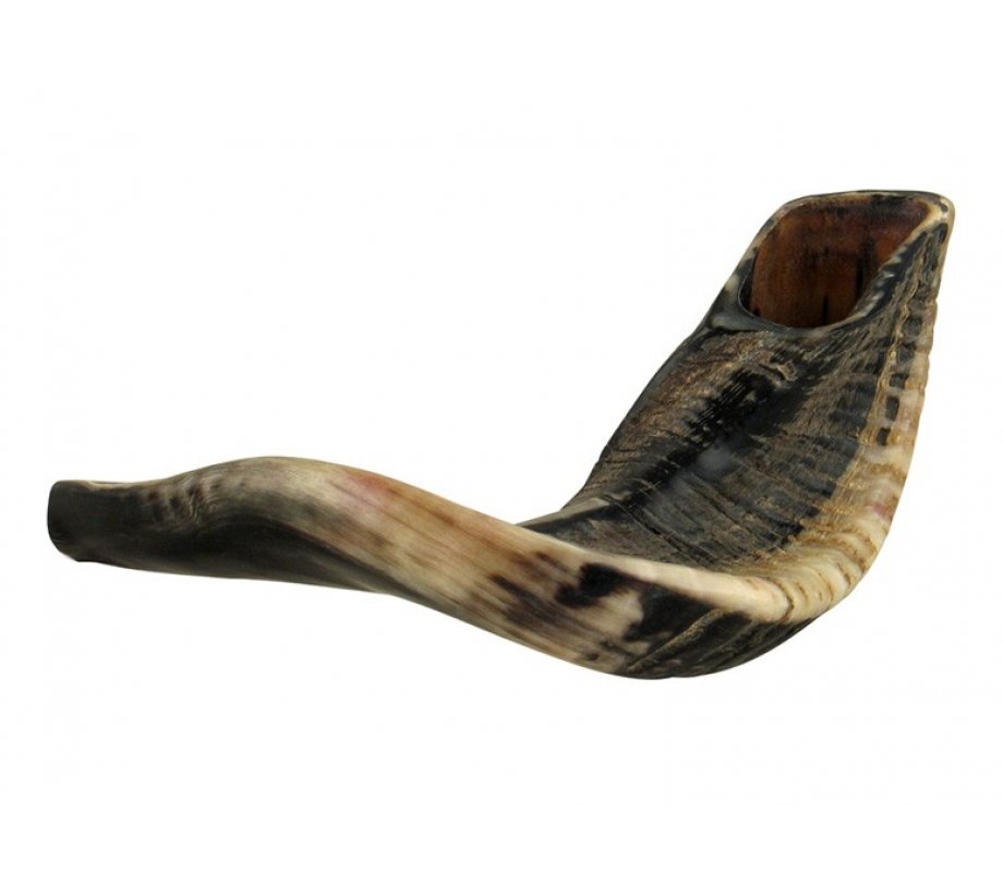 Large Natural Black Rams Horn Shofar 17