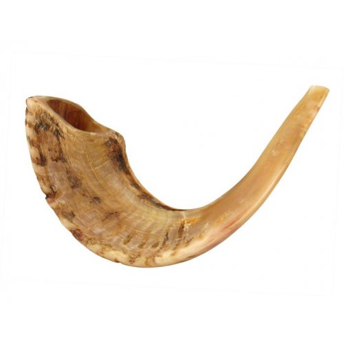 Large Natural Rams Horn Shofar 15