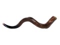 Large Natural Yemenite Shofar Kudu Horn 37