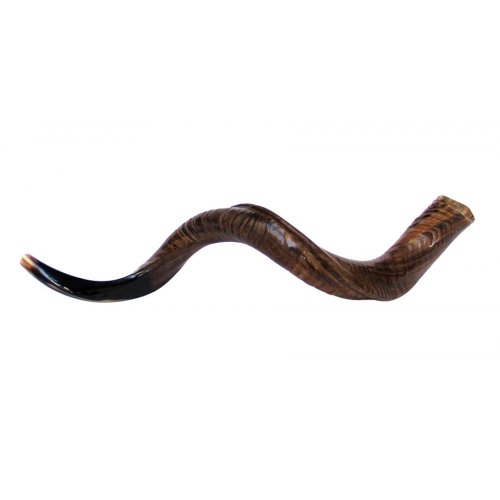 Large Natural Yemenite Shofar Kudu Horn 37