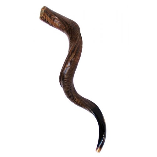 Large Natural Yemenite Shofar Kudu Horn 37