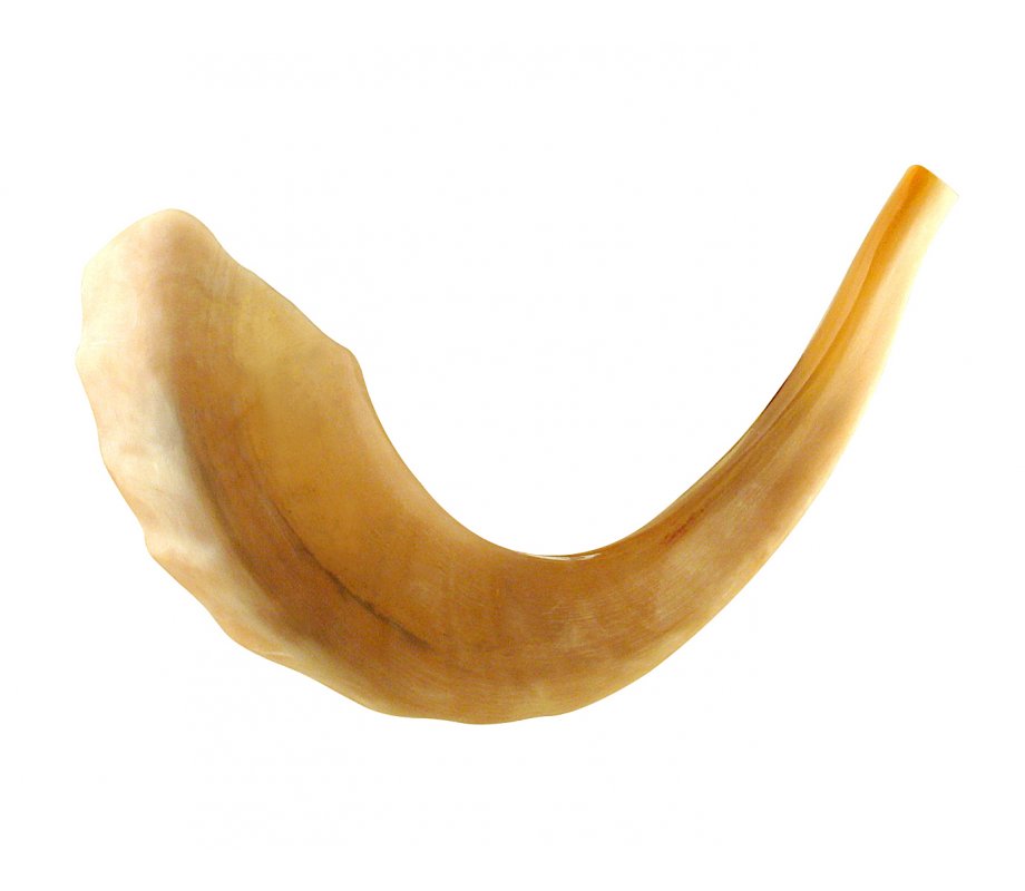 Large Polished Rams Horn Shofar 15