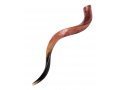 Large Polished Yemenite Shofar Kudu Horn 33