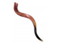 Large Polished Yemenite Shofar Kudu Horn 33