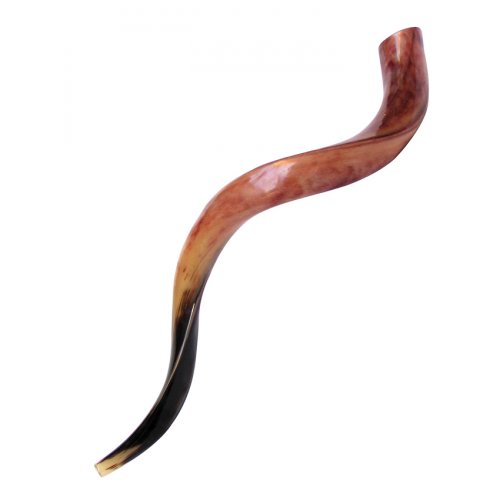 Large Polished Yemenite Shofar Kudu Horn 33