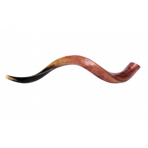 Large Polished Yemenite Shofar Kudu Horn 33