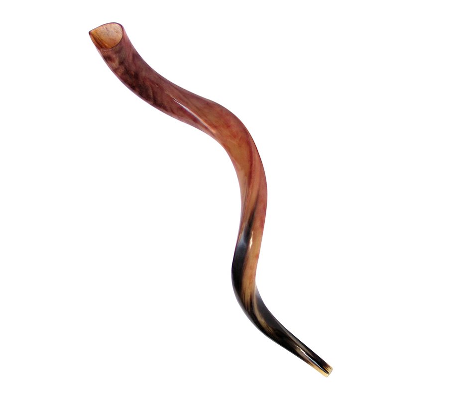 Large Polished Yemenite Shofar Kudu Horn 33