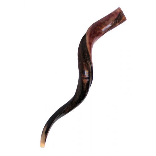 Large Yemenite Shofar Half Polished Half Natural - 34