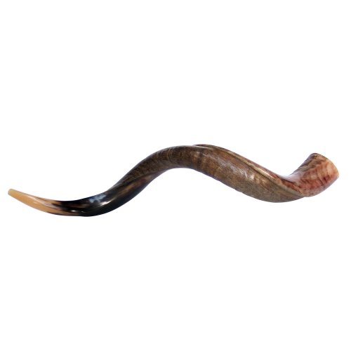 Large Yemenite Shofar Half Polished Half Natural - 37