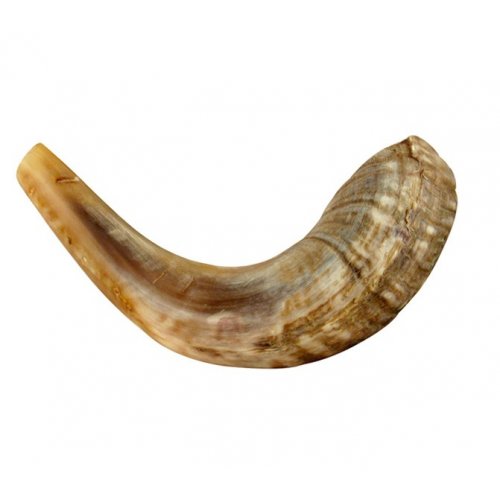 Medium Natural Rams Horn Shofar 13