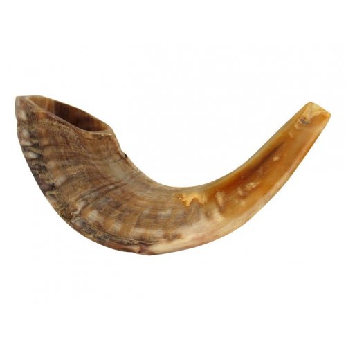 Medium Natural Rams Horn Shofar 13