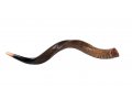 Medium Natural Yemenite Shofar Kudu Horn 29