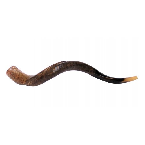 Medium Natural Yemenite Shofar Kudu Horn 29