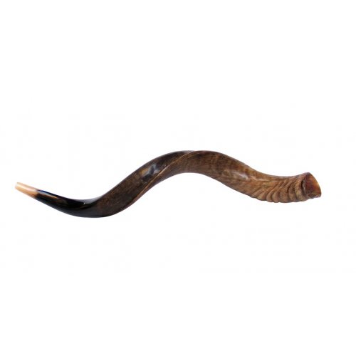 Medium Natural Yemenite Shofar Kudu Horn 29