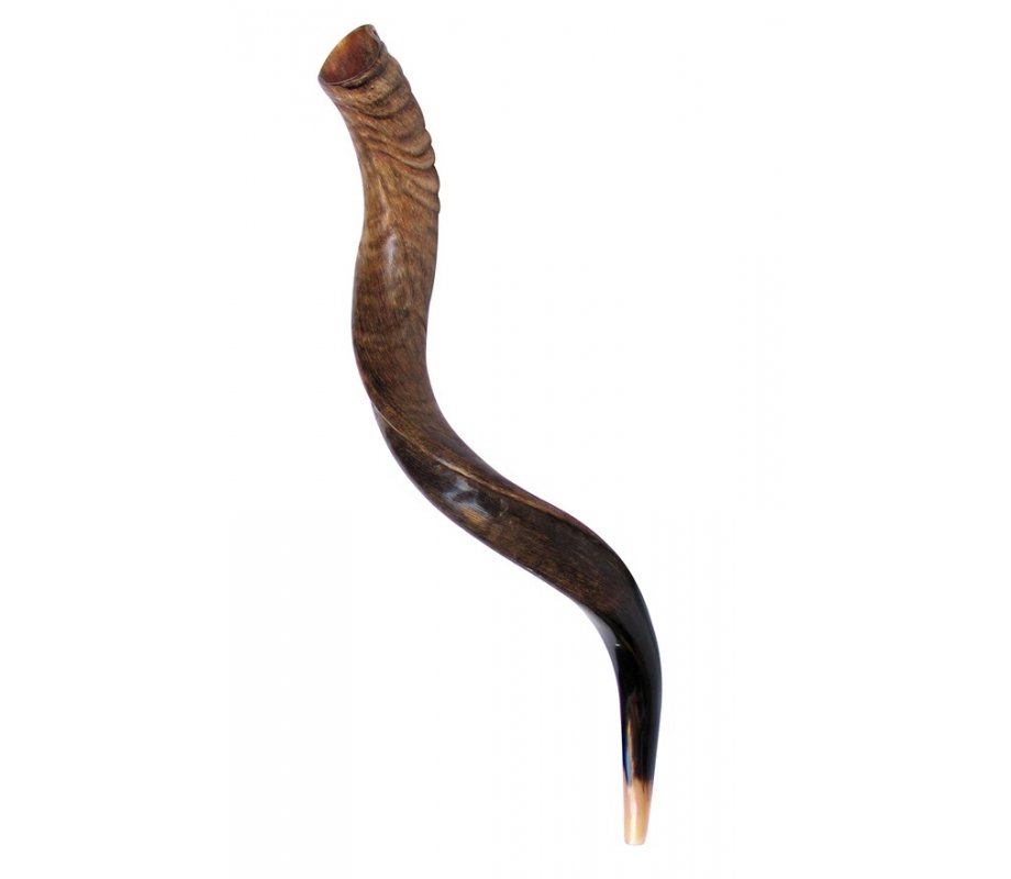 Medium Natural Yemenite Shofar Kudu Horn 29