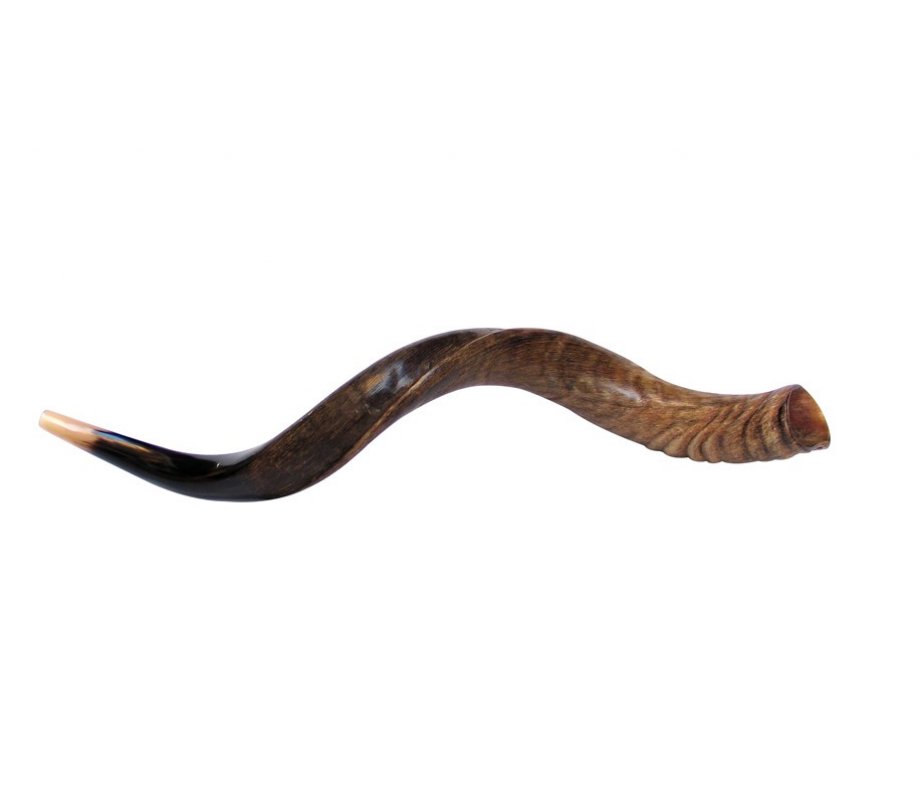 Medium Natural Yemenite Shofar Kudu Horn 29