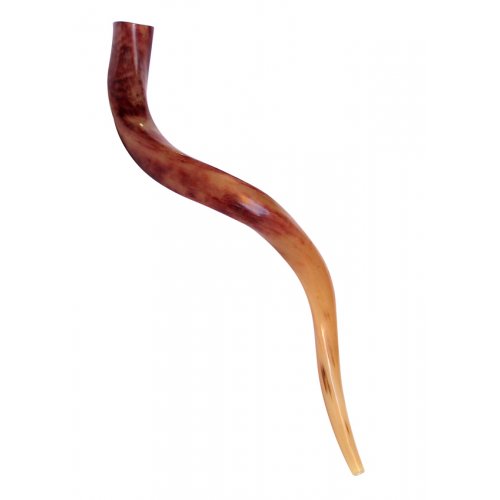 Medium Polished Yemenite Shofar Kudu Horn 29