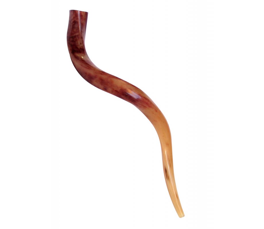Medium Polished Yemenite Shofar Kudu Horn 29