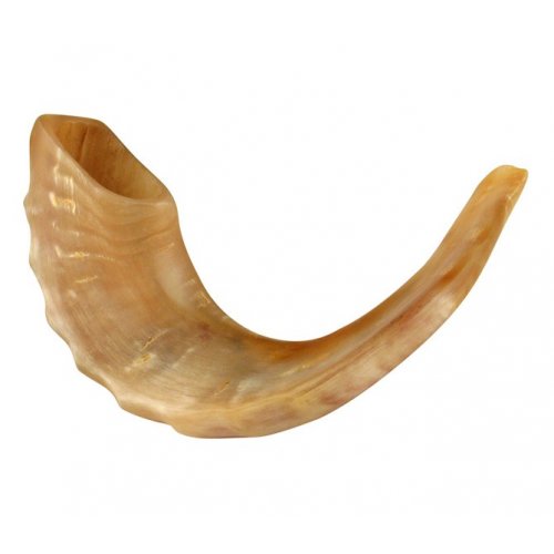 Medium Rams Horn Shofar - Polished 13