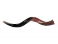 Medium Yemenite Shofar Half Polished Half Natural - Medium 32