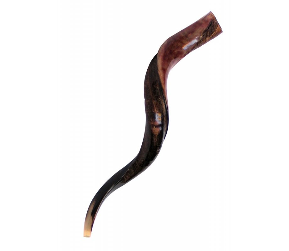 Medium Yemenite Shofar Half Polished Half Natural - Medium 32