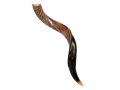 Medium Yemenite Shofar Half Polished Half Natural 26