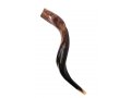 Medium Yemenite Shofar Half Polished Half Natural 26