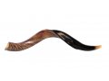 Medium Yemenite Shofar Half Polished Half Natural 26