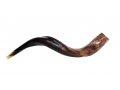 Medium Yemenite Shofar Half Polished Half Natural 26