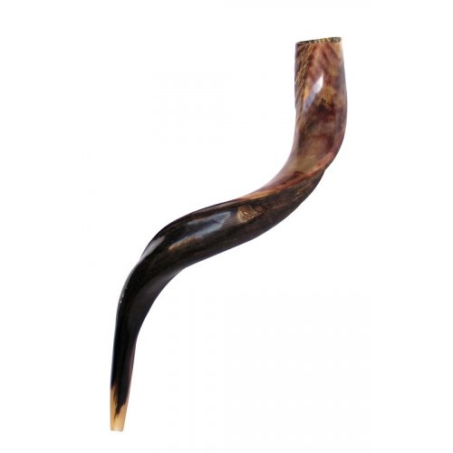 Medium Yemenite Shofar Half Polished Half Natural 26