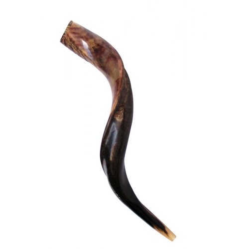 Medium Yemenite Shofar Half Polished Half Natural 26