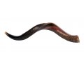 Medium Yemenite Shofar Half Polished Half Natural 29