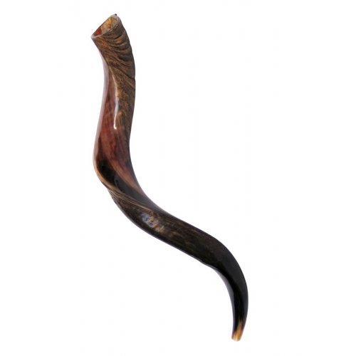 Medium Yemenite Shofar Half Polished Half Natural 29