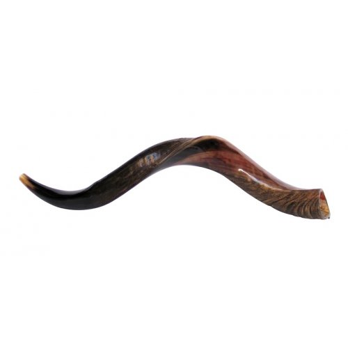 Medium Yemenite Shofar Half Polished Half Natural 29