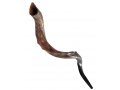 Nostalgia Crown Design Half Natural Half Polished Yemenite Shofar