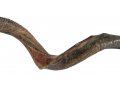 Nostalgia Crown Design Half Natural Half Polished Yemenite Shofar