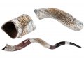 Olive Design and Jerusalem Silver Yemenite Shofar