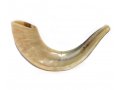 Polished Rams Horn Shofar - Small 11