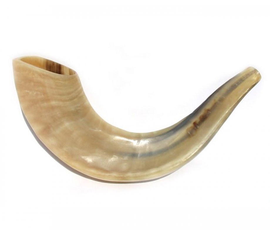 Polished Rams Horn Shofar - Small 11