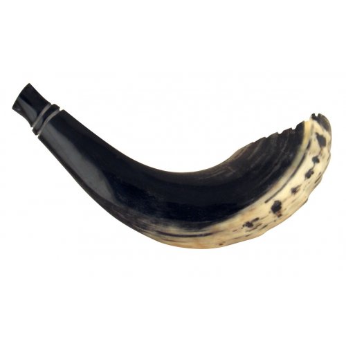 Ram's Horn Shofar Moroccan Style Dark Color with Crown Cut 13