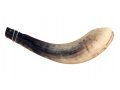 Ram's Horn Shofar Moroccan Style Light Color with Crown Cut 13