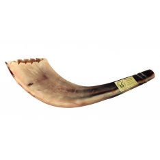 Ram's Horn Shofar Moroccan Style Light Color with Crown Cut 13