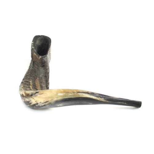 Rare Extra Large Black Natural Rams Horn Shofar 21