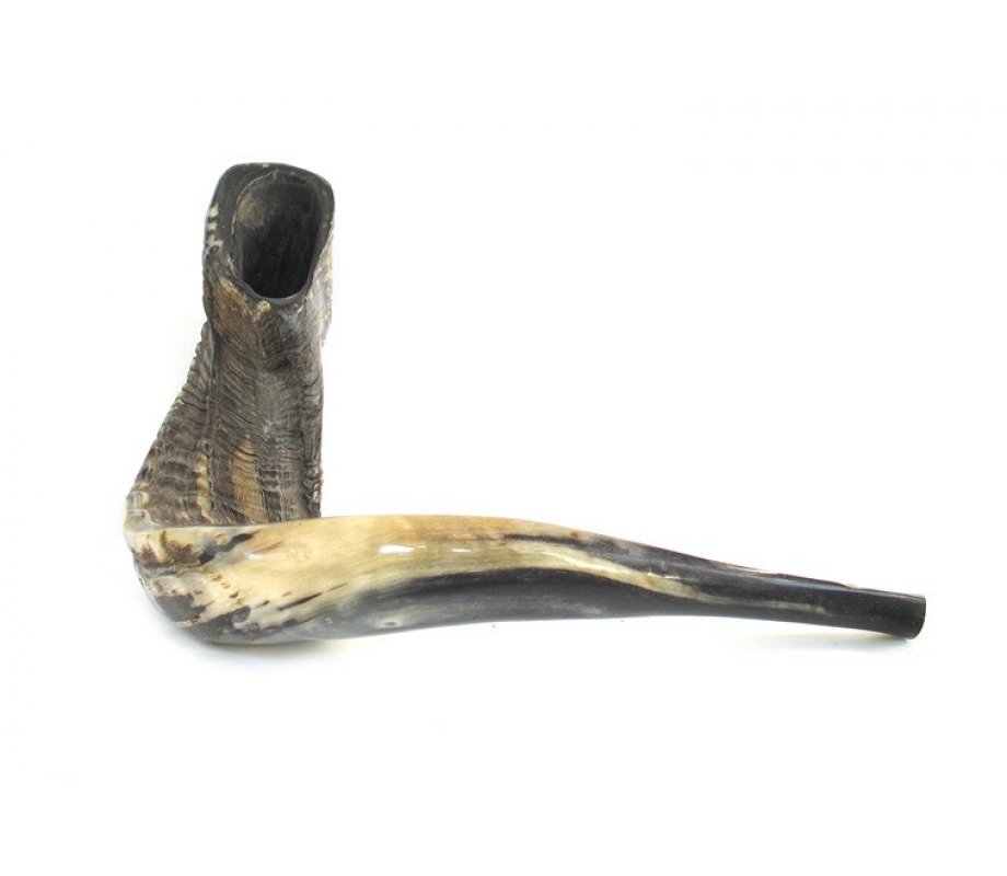 Rare Extra Large Black Natural Rams Horn Shofar 21
