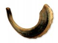 Rare Extra Large Dark Tones Ram's Horn Shofar 21