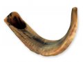 Rare Extra Large Dark Tones Ram's Horn Shofar 21