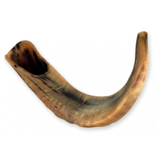 Rare Extra Large Dark Tones Ram's Horn Shofar 21